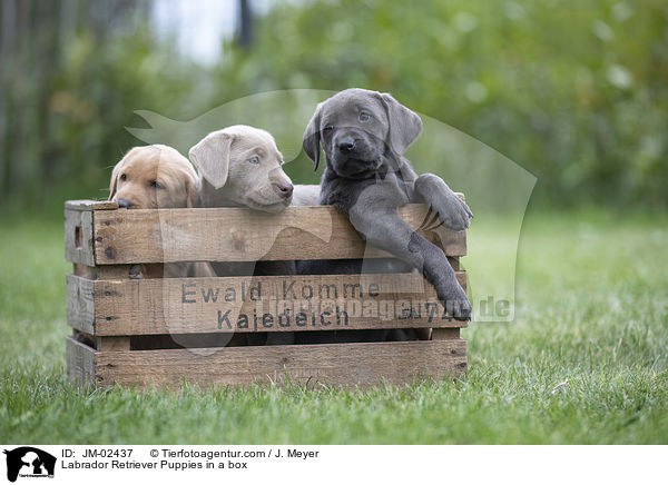 Labrador Retriever Puppies in a box / JM-02437