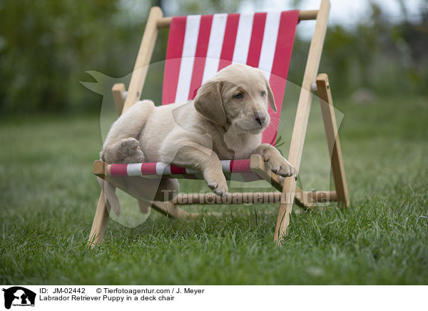 Labrador Retriever Puppy in a deck chair / JM-02442