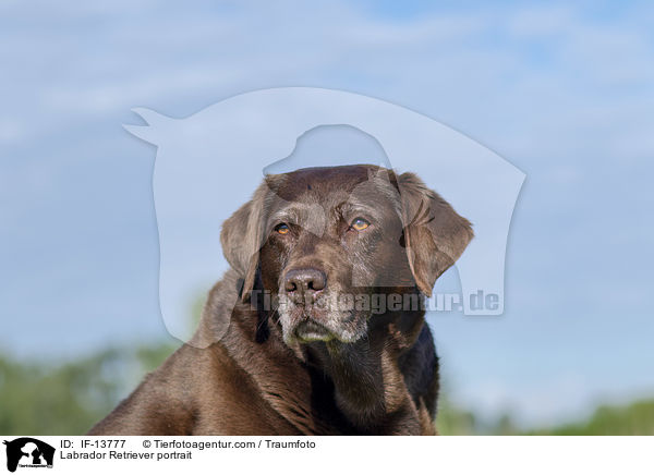 Labrador Retriever Portrait / Labrador Retriever portrait / IF-13777