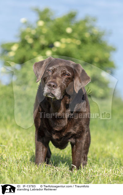 stehender Labrador Retriever / standing Labrador Retriever / IF-13783