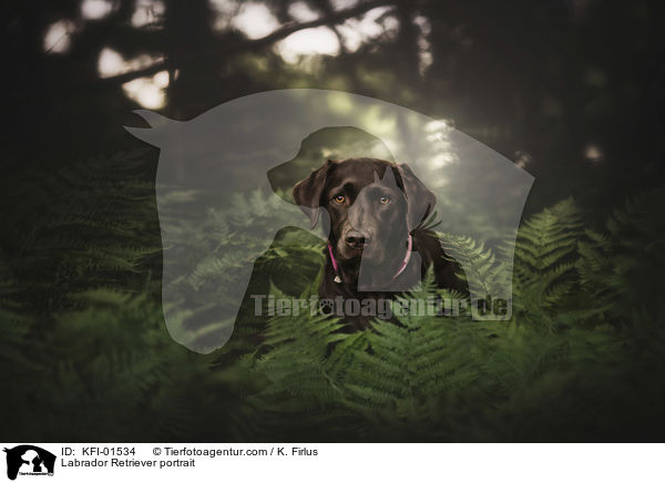 Labrador Retriever Portrait / Labrador Retriever portrait / KFI-01534
