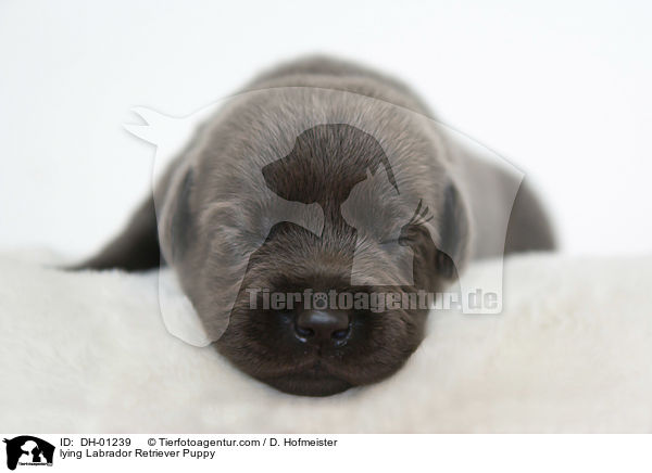 liegender Labrador Retriever Welpe / lying Labrador Retriever Puppy / DH-01239
