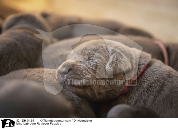 liegende Labrador Retriever Welpen / lying Labrador Retriever Puppies / DH-01251