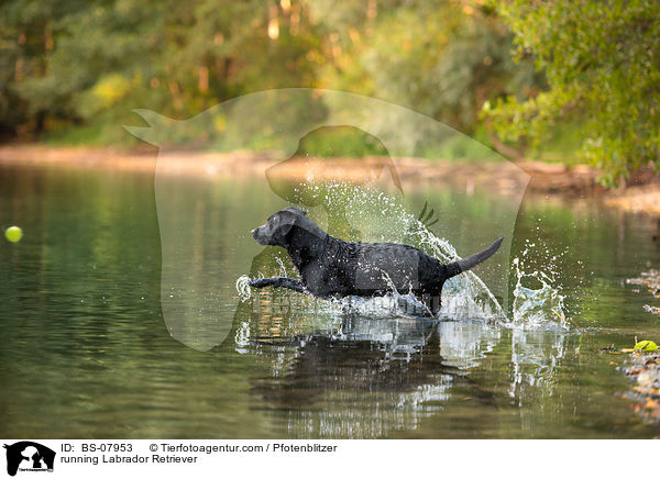 rennender Labrador Retriever / running Labrador Retriever / BS-07953