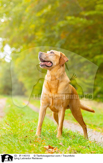 liegender Labrador Retriever / lying Labrador Retriever / IF-14010