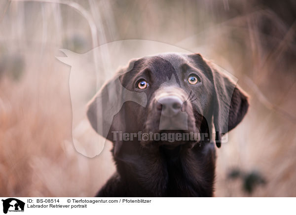 Labrador Retriever Portrait / Labrador Retriever portrait / BS-08514