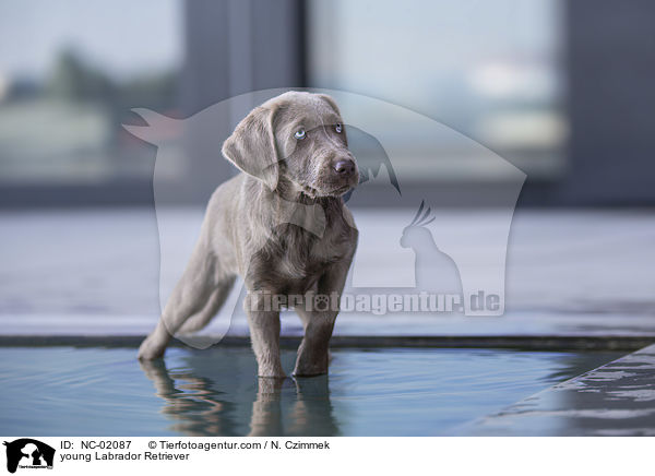 junger Labrador Retriever / young Labrador Retriever / NC-02087