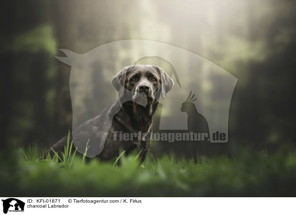 Labrador in Farbe charcoal / charcoal Labrador / KFI-01871