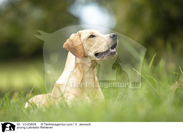 young Labrador Retriever / VJ-03606