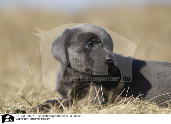 Labrador Retriever Puppy / JM-02627