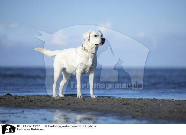 Labrador Retriever / EHO-01927