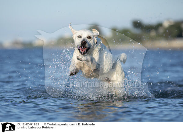 running Labrador Retriever / EHO-01932