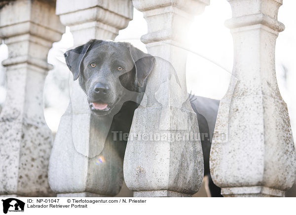 Labrador Retriever Portrait / Labrador Retriever Portrait / NP-01047