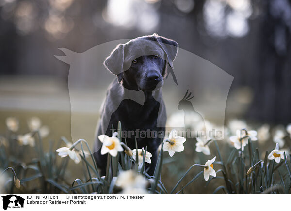 Labrador Retriever Portrait / Labrador Retriever Portrait / NP-01061