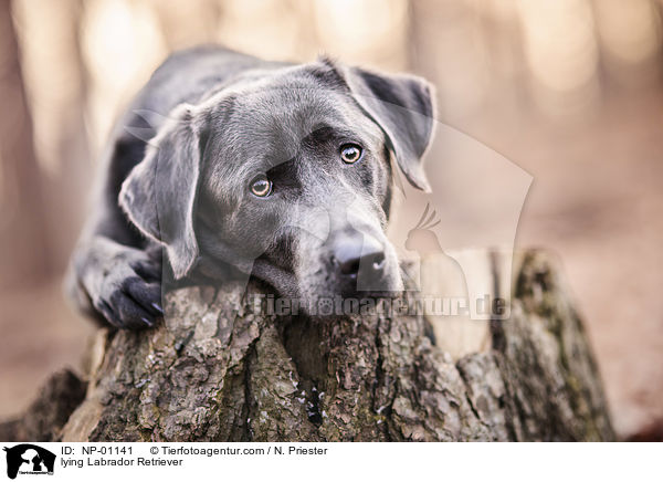 lying Labrador Retriever / NP-01141