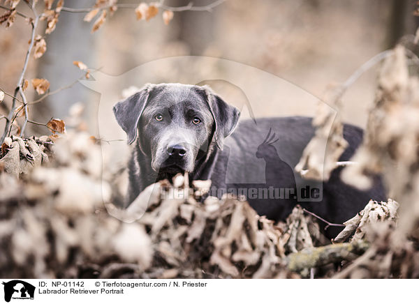 Labrador Retriever Portrait / NP-01142