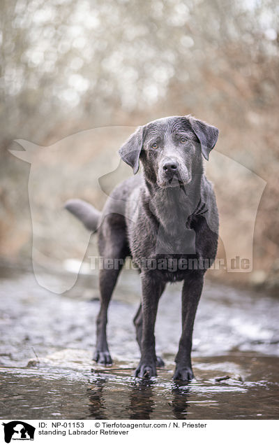 standing Labrador Retriever / NP-01153