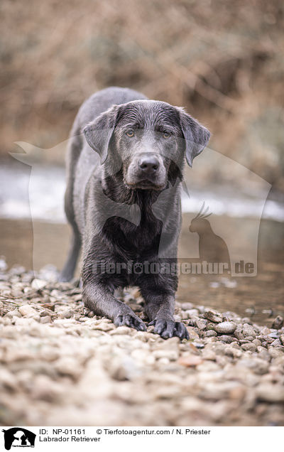 Labrador Retriever / NP-01161