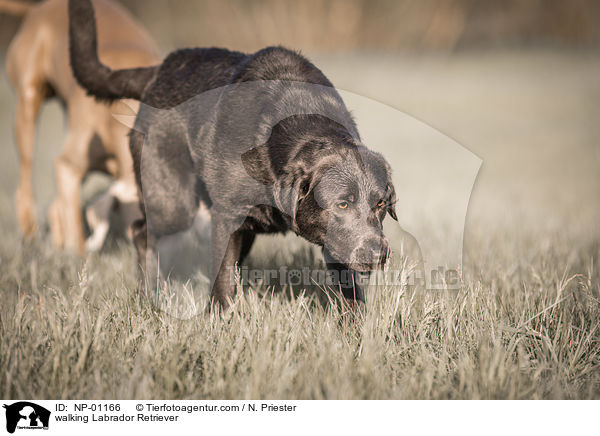 walking Labrador Retriever / NP-01166