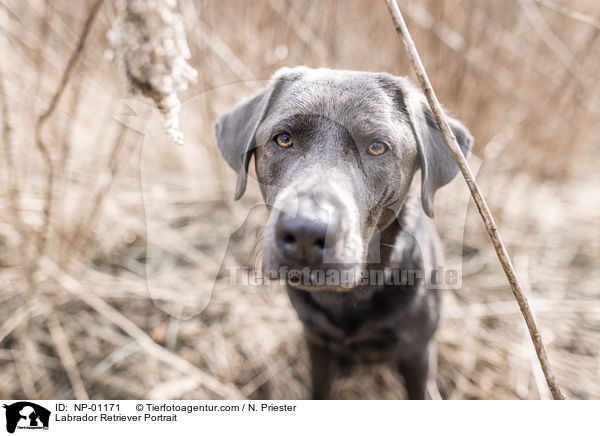 Labrador Retriever Portrait / NP-01171