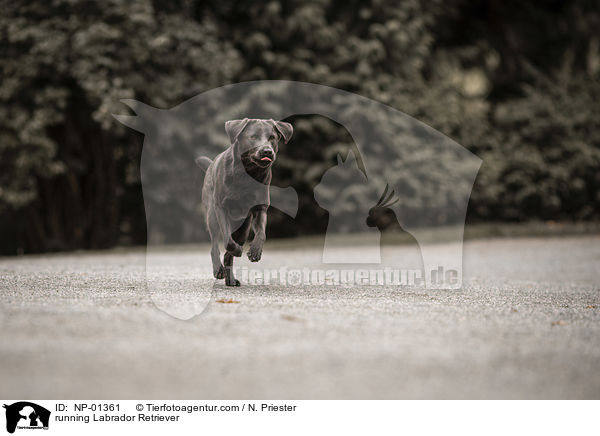 rennender Labrador Retriever / running Labrador Retriever / NP-01361