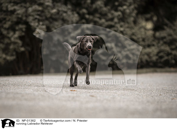 rennender Labrador Retriever / running Labrador Retriever / NP-01362