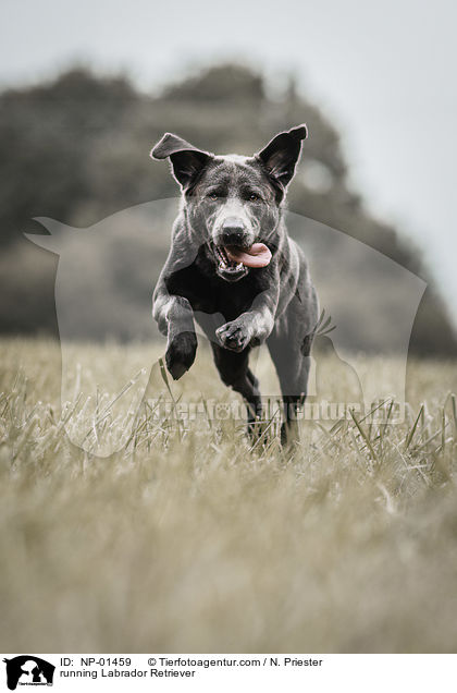 rennender Labrador Retriever / running Labrador Retriever / NP-01459