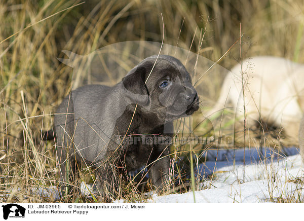 Labrador Retriever Puppy / JM-03965