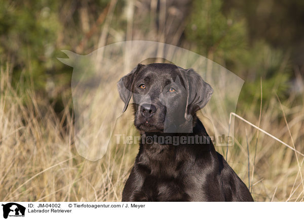 Labrador Retriever / JM-04002