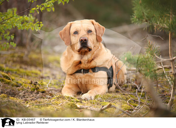 lying Labrador Retriever / KB-05467