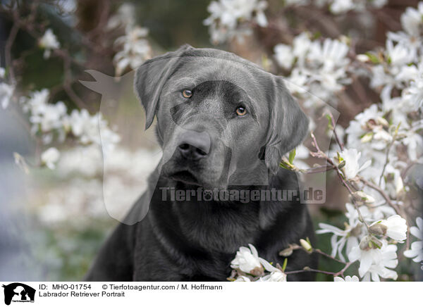 Labrador Retriever Portrait / MHO-01754