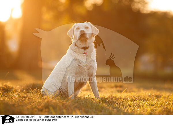 Labrador Retriever im Abendlicht / Labrador Retriever at sundown / KB-06264