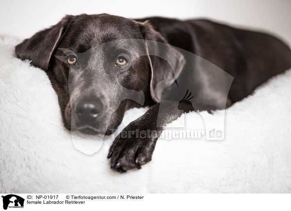 female Labrador Retriever / NP-01917