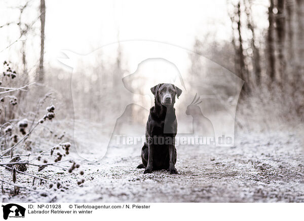 Labrador Retriever in winter / NP-01928
