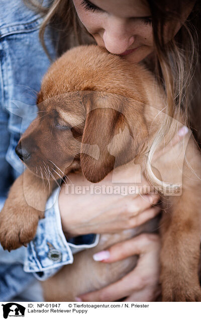 Labrador Retriever Puppy / NP-01947