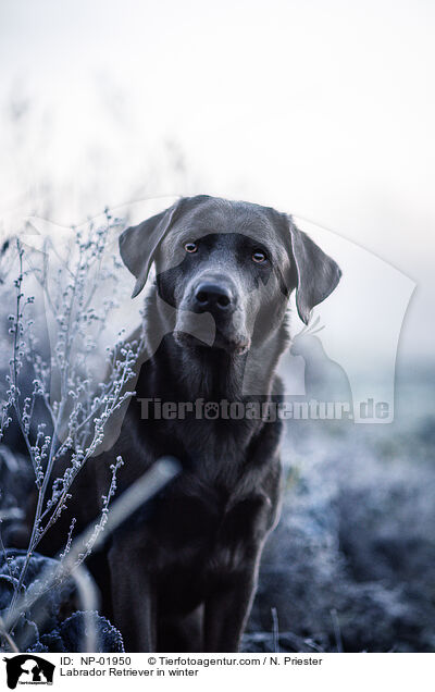 Labrador Retriever in winter / NP-01950