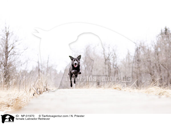 female Labrador Retriever / NP-01970