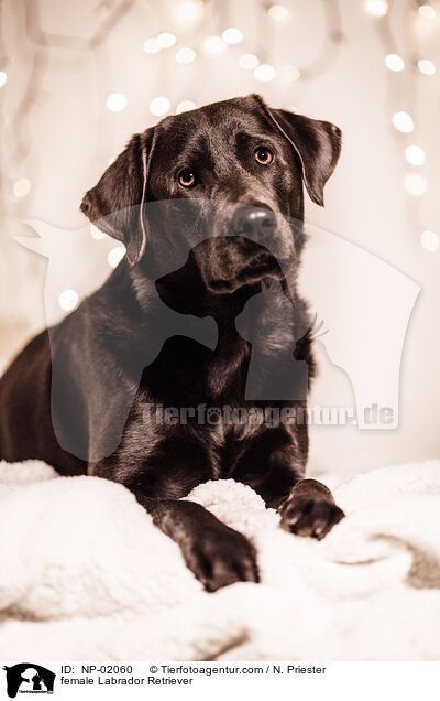 female Labrador Retriever / NP-02060