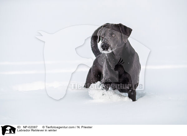 Labrador Retriever in winter / NP-02087