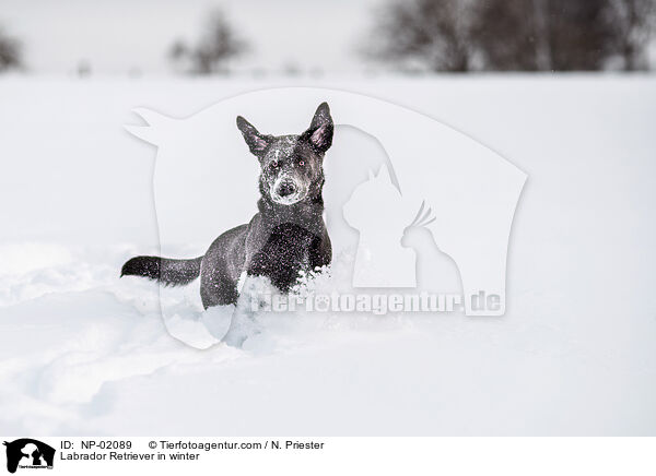 Labrador Retriever in winter / NP-02089