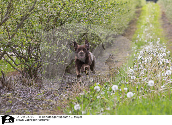 brauner Labrador Retriever / brown Labrador Retriever / JM-05799