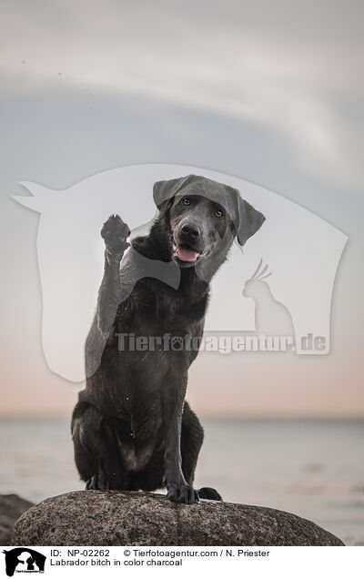 Labrador Hndin in der Farbe charcoal / Labrador bitch in color charcoal / NP-02262