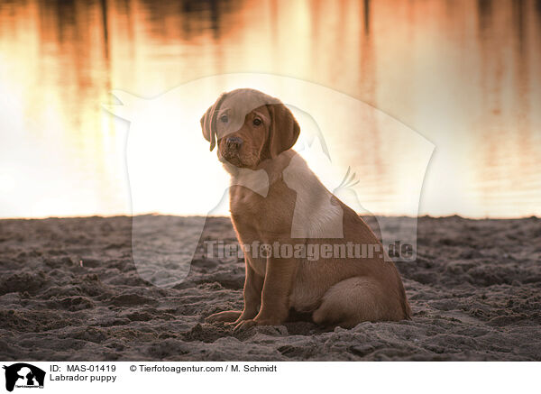 Labrador puppy / MAS-01419