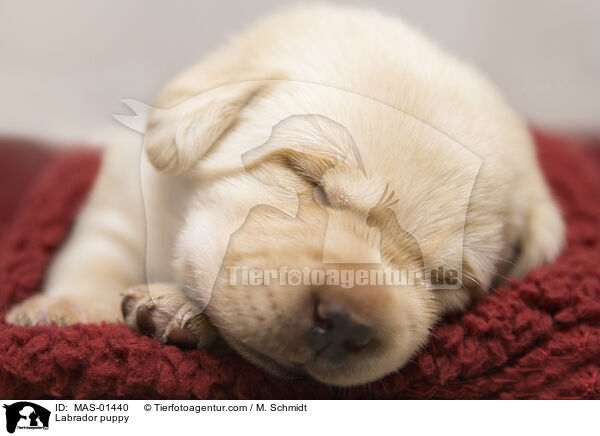 Labrador puppy / MAS-01440