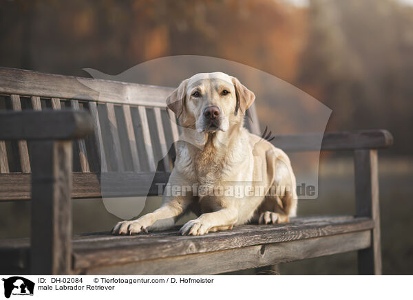 male Labrador Retriever / DH-02084