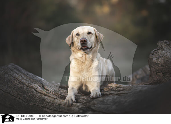 male Labrador Retriever / DH-02089