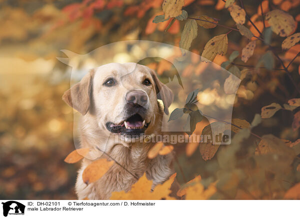 male Labrador Retriever / DH-02101