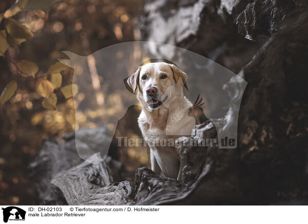 male Labrador Retriever / DH-02103