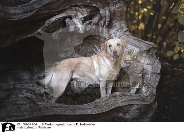 male Labrador Retriever / DH-02104