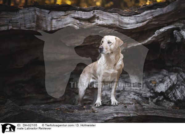 male Labrador Retriever / DH-02105